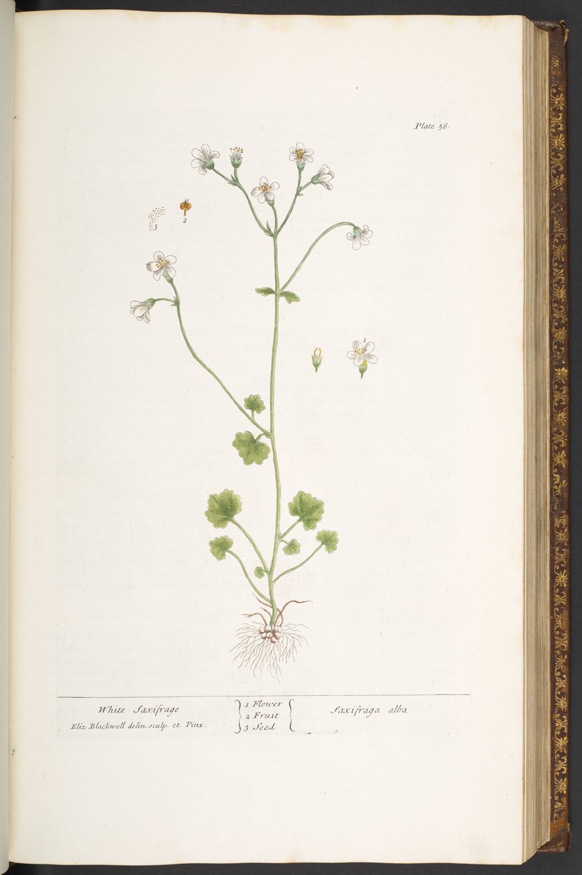 Levy 56, White Saxifrage, "A Curious Herbal" tekijältä Elizabeth Blackwell