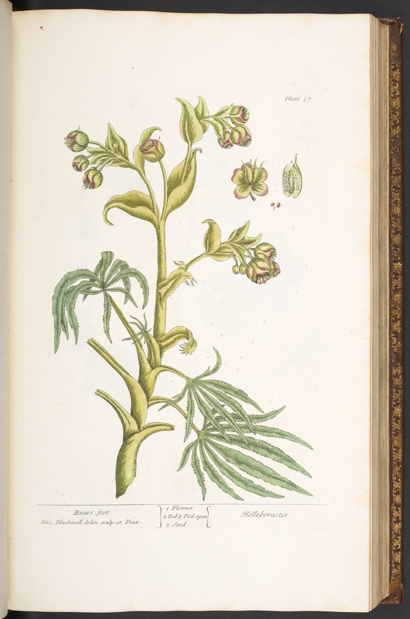 Levy 57, Karhun jalka, "A Curious Herbal" tekijältä Elizabeth Blackwell