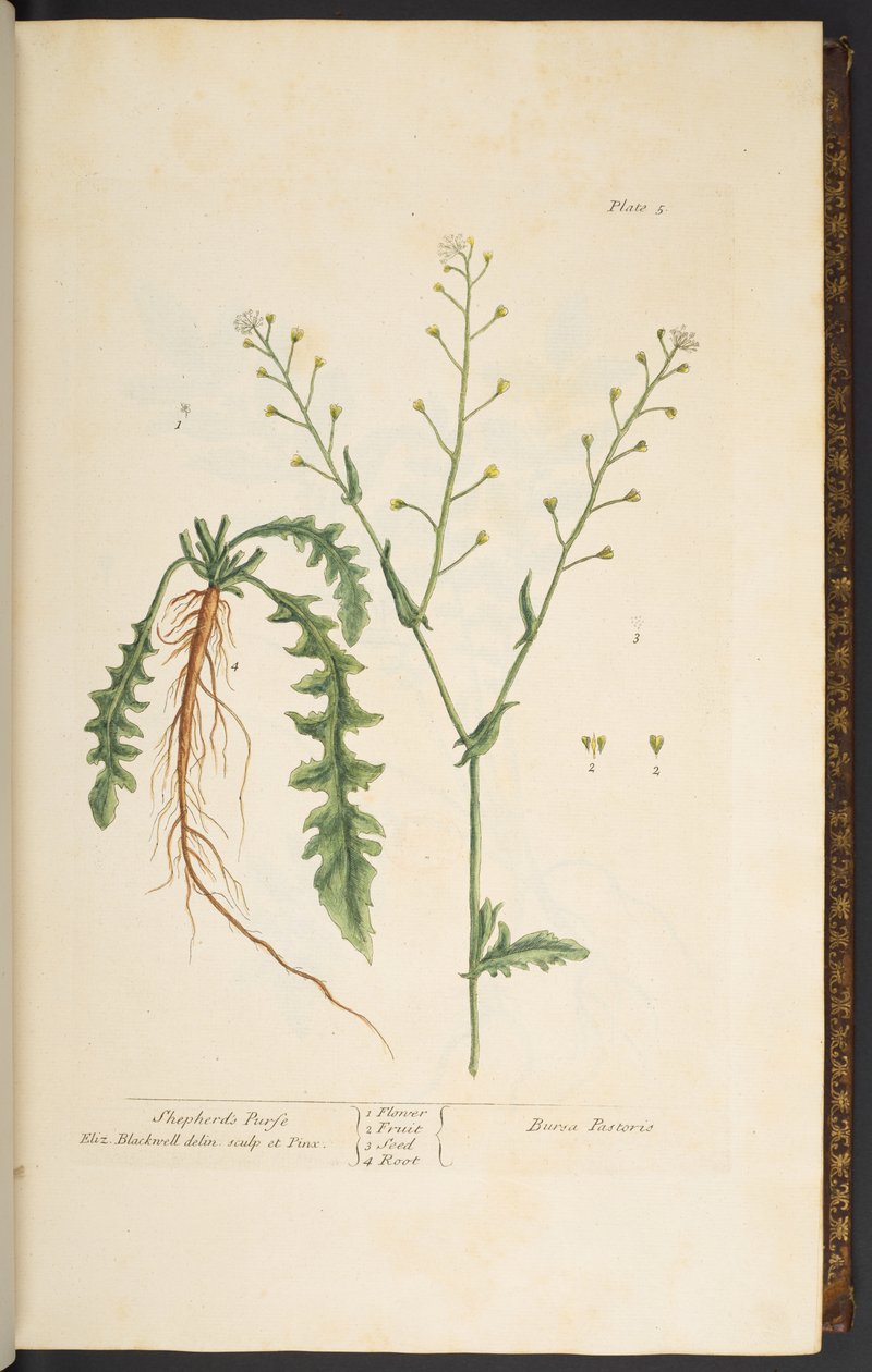 Levy 5, Paimenen kukkaro, "Utelias yrtti" tekijältä Elizabeth Blackwell