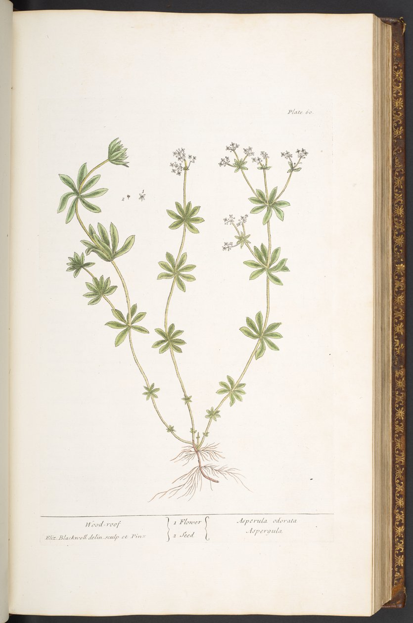 Levy 60, puukatto 
