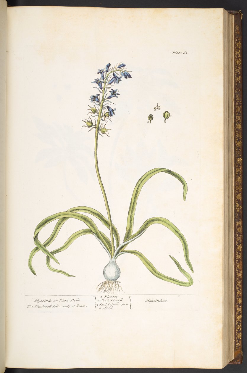Levy 61, hyasintti tai jäniskellot, "A Curious Herbal" tekijältä Elizabeth Blackwell