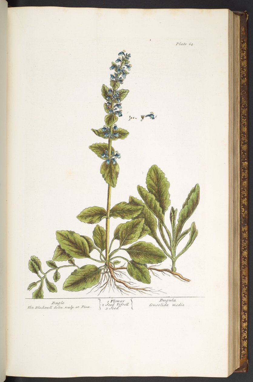 Levy 64, Bugle, "A Curious Herbal" tekijältä Elizabeth Blackwell