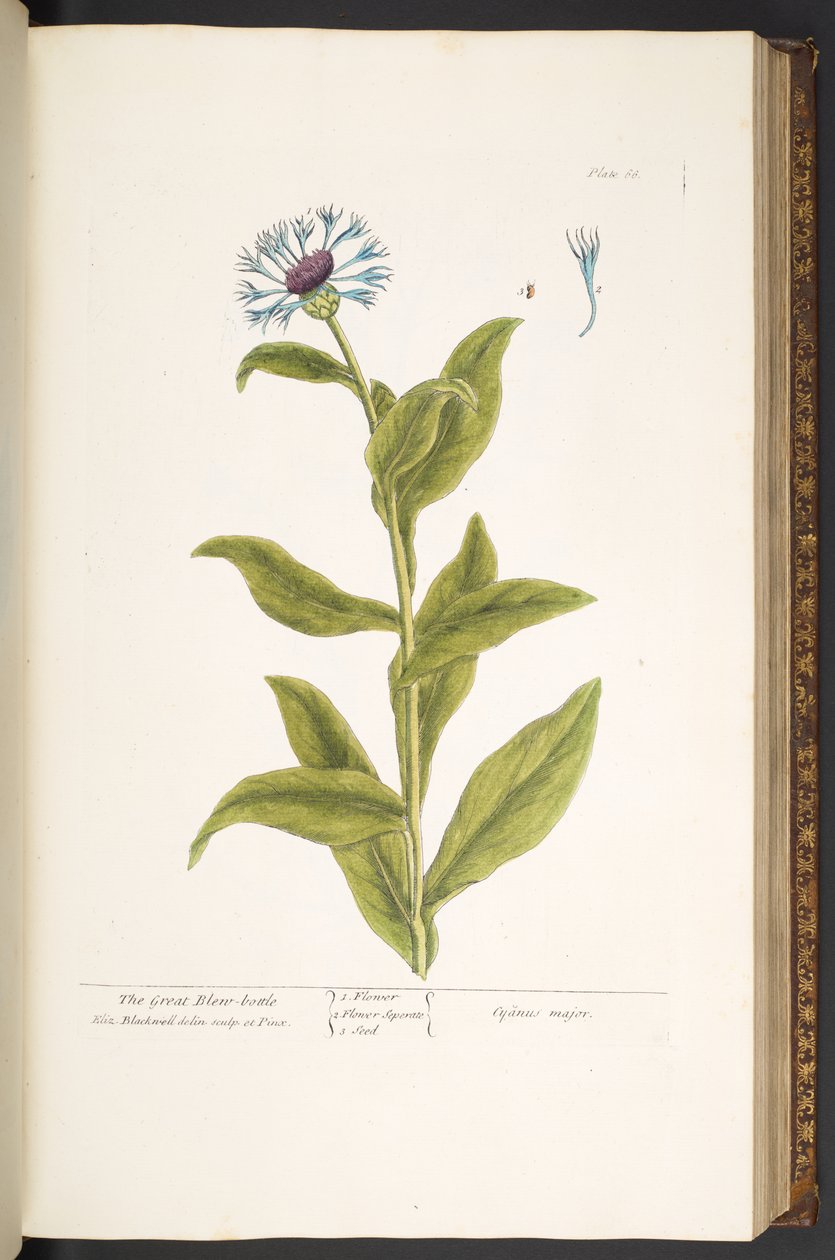 Levy 66, "A Curious Herbal" tekijältä Elizabeth Blackwell