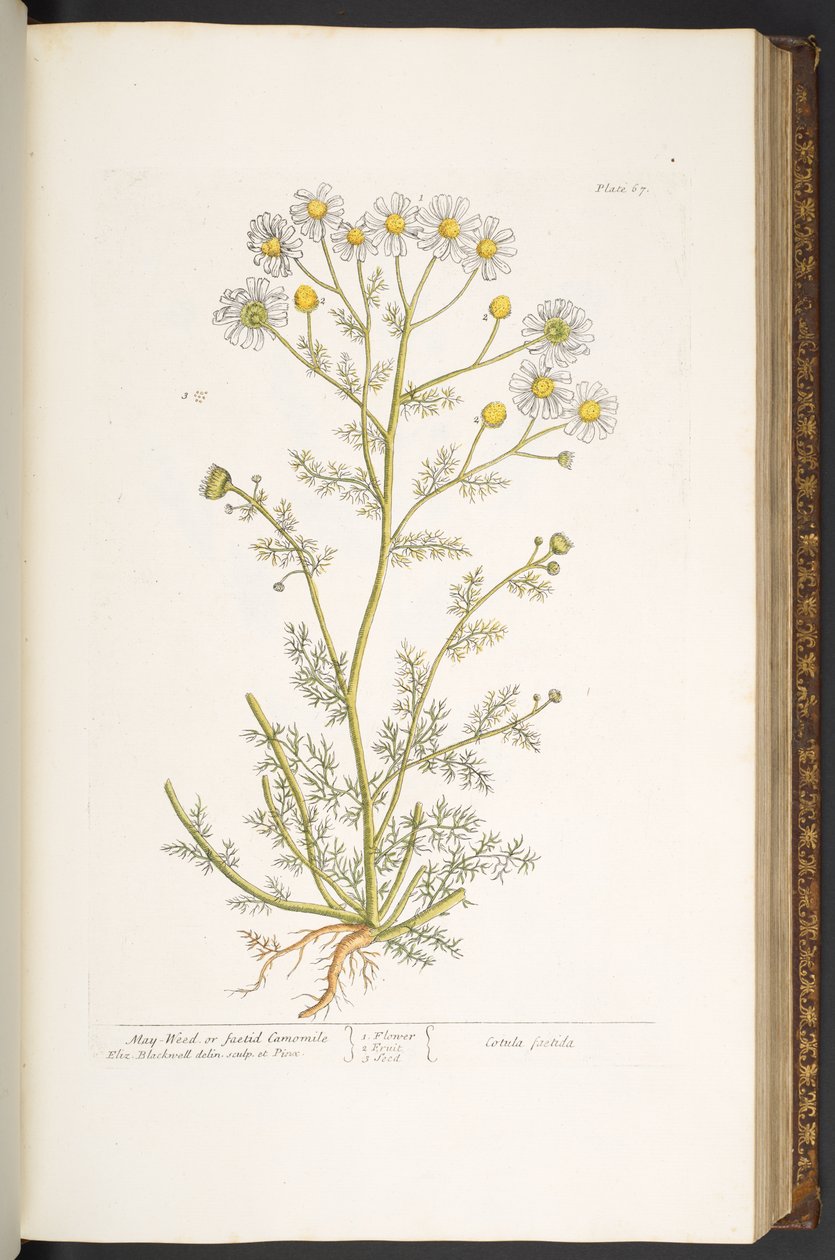 Levy 67, "A Curious Herbal" tekijältä Elizabeth Blackwell