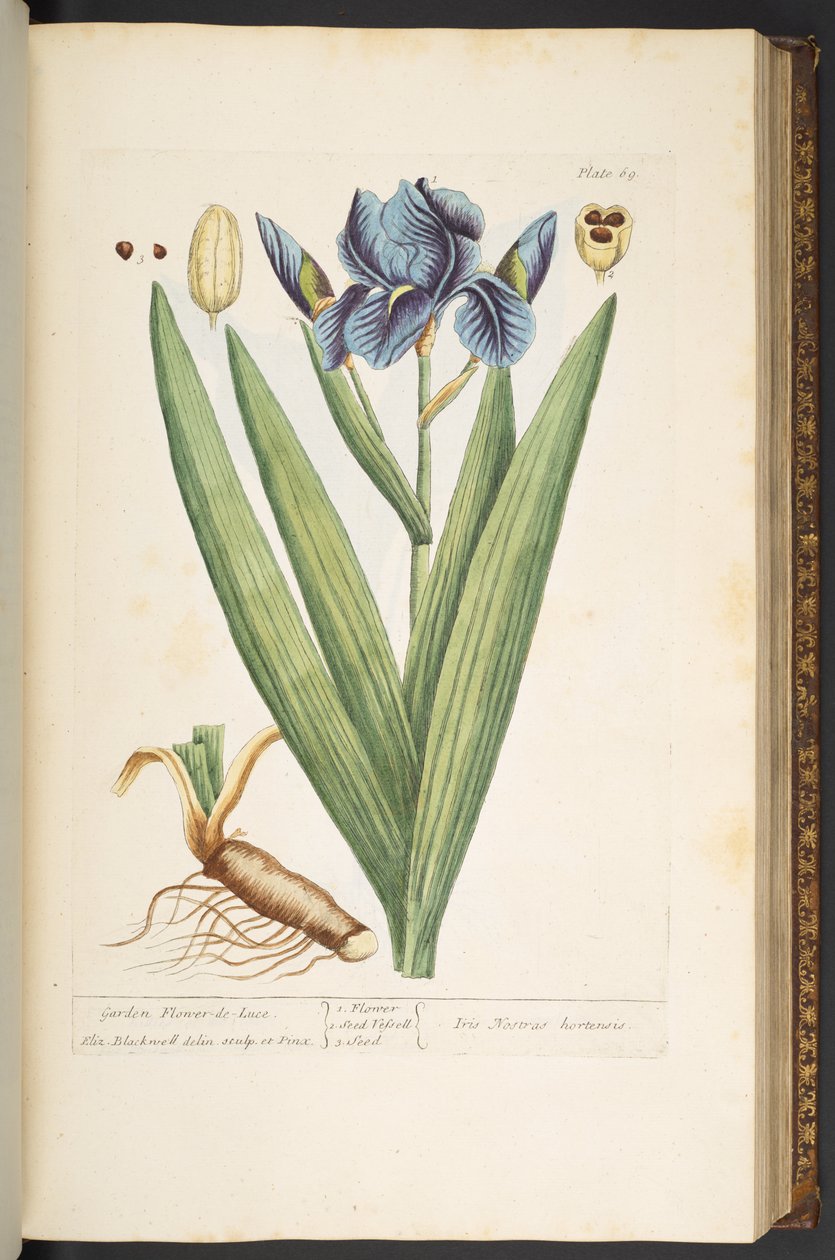Levy 69, Garden Flower-de-Luce, "A Curious Herbal" tekijältä Elizabeth Blackwell