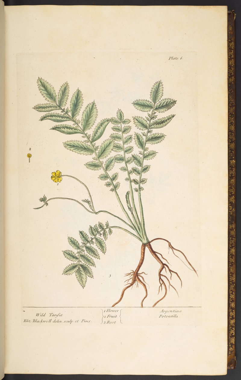 Levy 6, Wild Tansie, "A Curious Herbal" tekijältä Elizabeth Blackwell
