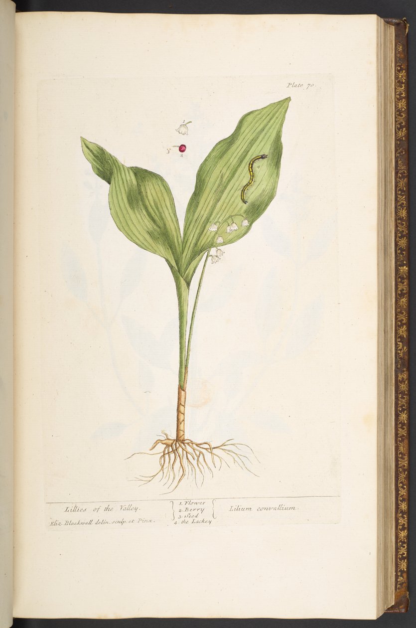 Levy 70, "A Curious Herbal" tekijältä Elizabeth Blackwell