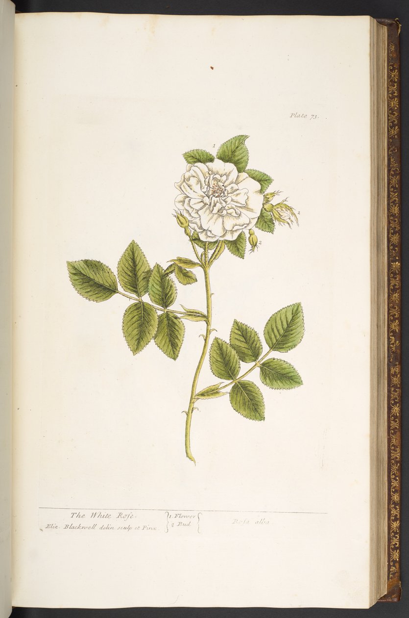 Levy 73, "A Curious Herbal" tekijältä Elizabeth Blackwell