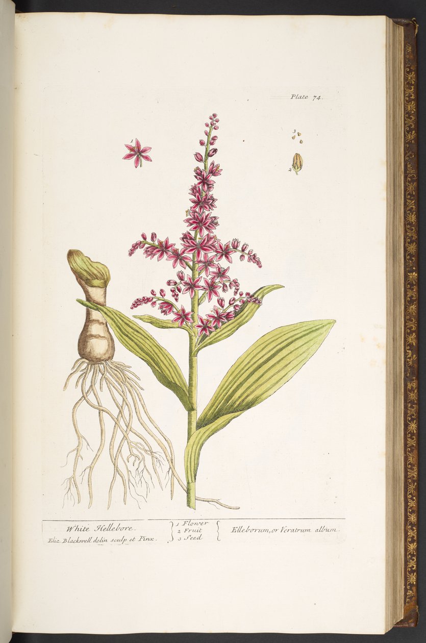 Levy 74, "A Curious Herbal" tekijältä Elizabeth Blackwell