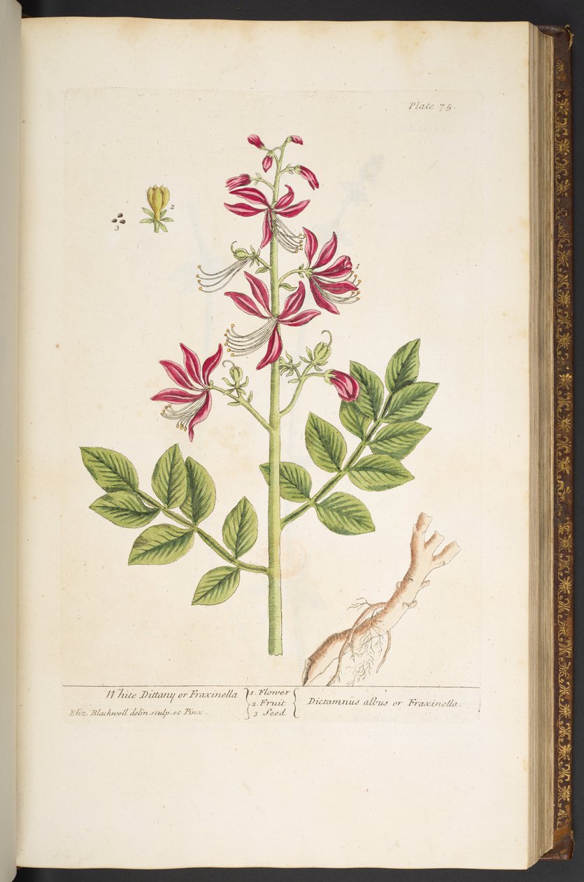 Levy 75, "A Curious Herbal" tekijältä Elizabeth Blackwell