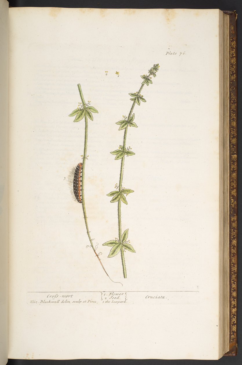 Levy 76, Cross Wort, "A Curious Herbal" tekijältä Elizabeth Blackwell