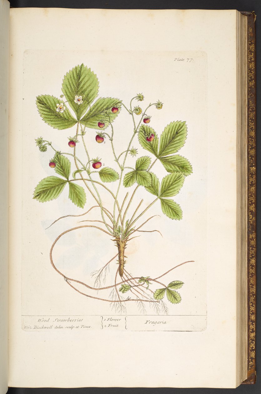 Levy 77, "A Curious Herbal" tekijältä Elizabeth Blackwell