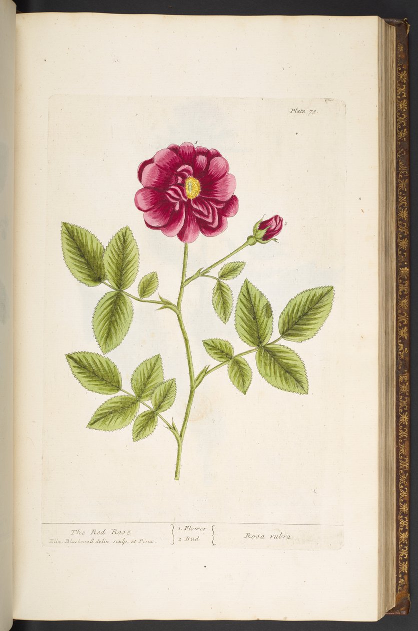 Levy 78, "A Curious Herbal" tekijältä Elizabeth Blackwell