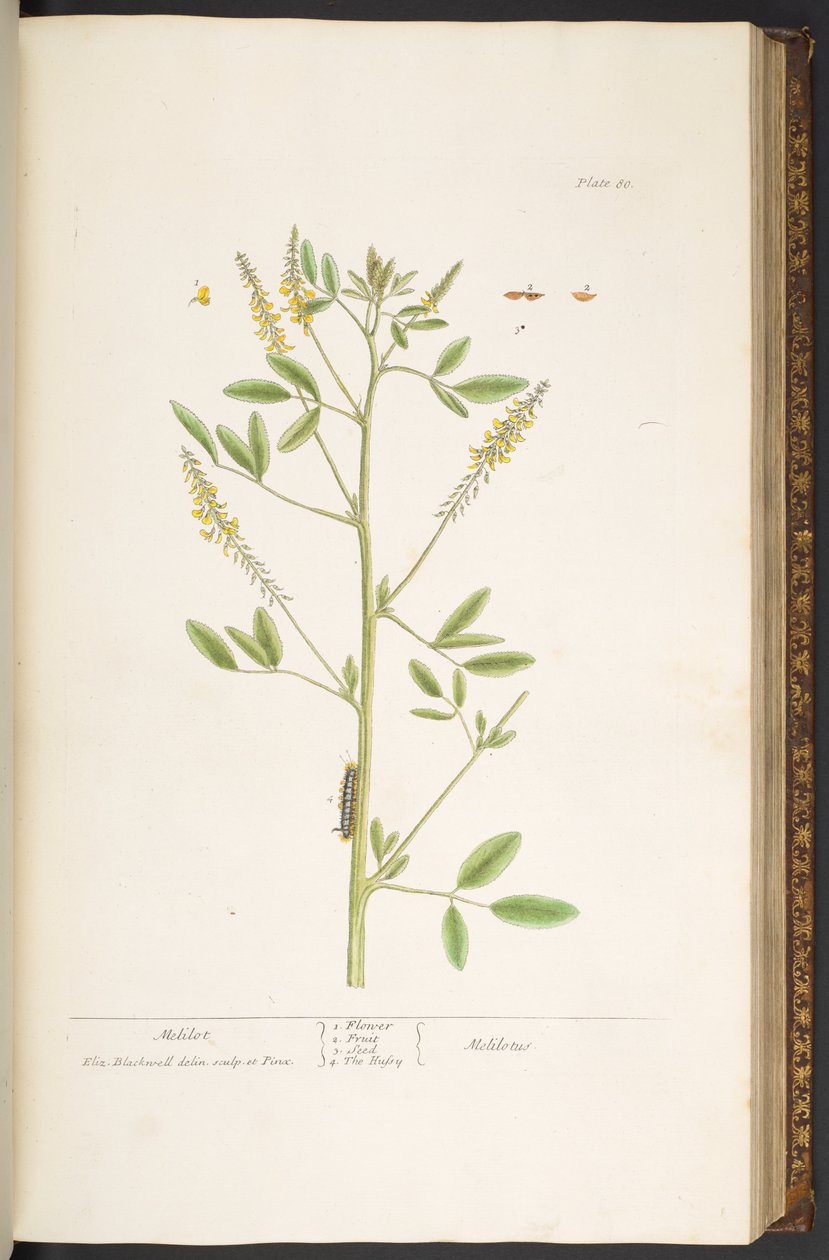 Levy 80, "A Curious Herbal" tekijältä Elizabeth Blackwell