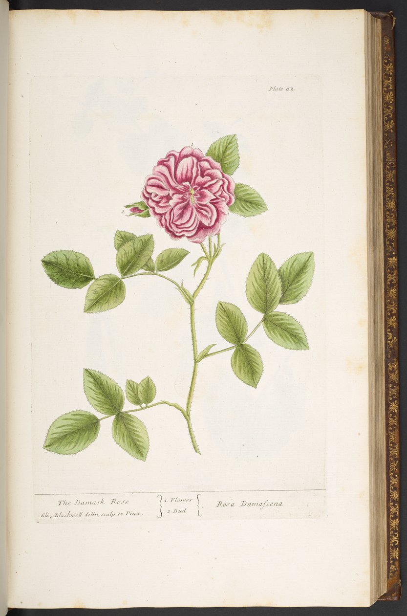 Levy 82, Damask Rose, "A Curious Herbal" tekijältä Elizabeth Blackwell