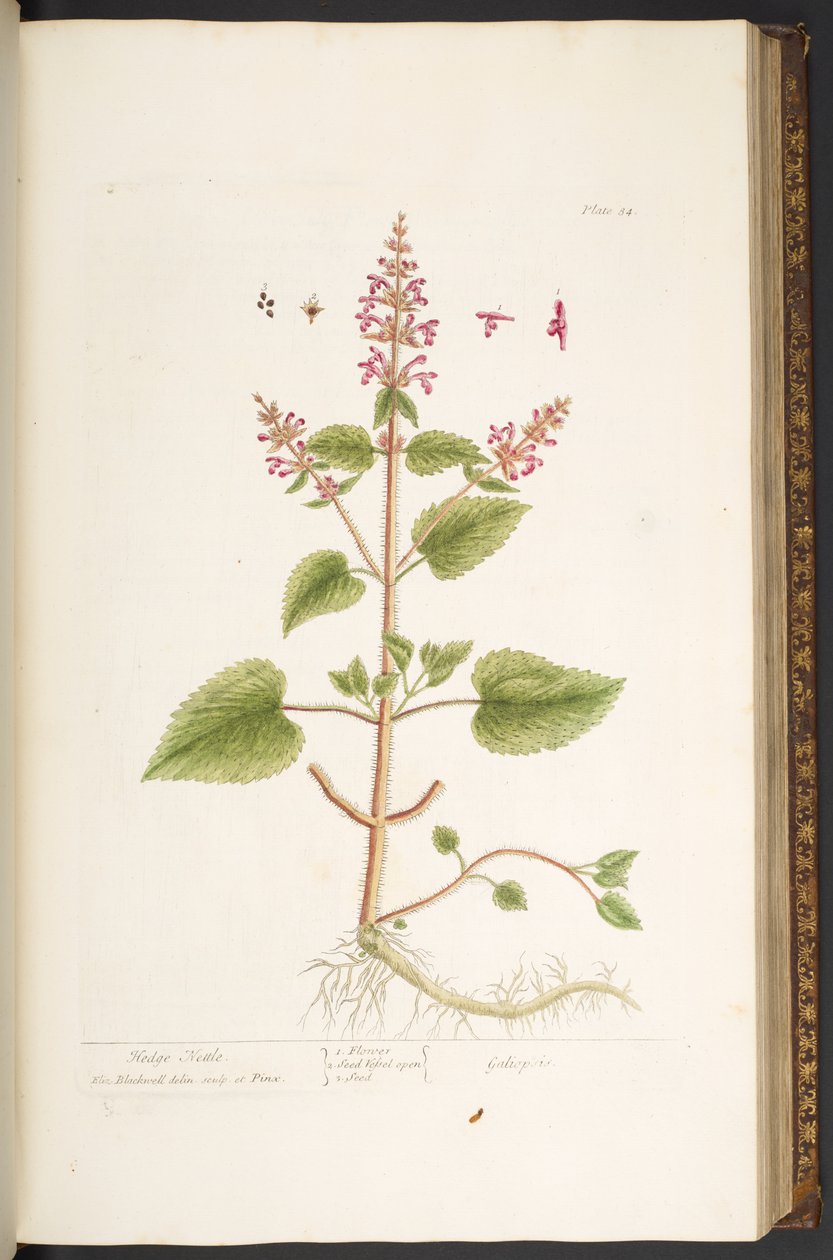 Levy 84, "A Curious Herbal" tekijältä Elizabeth Blackwell