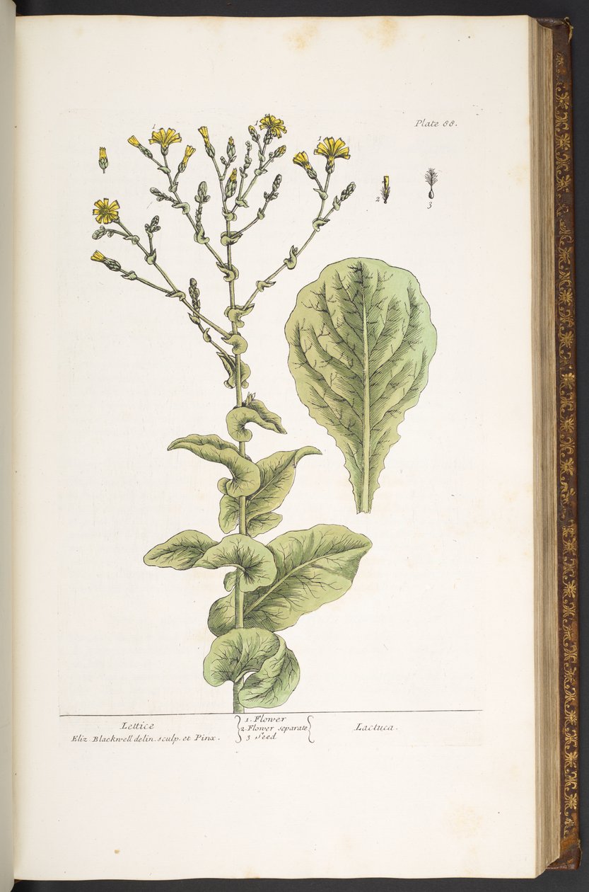 Levy 88, "A Curious Herbal" tekijältä Elizabeth Blackwell
