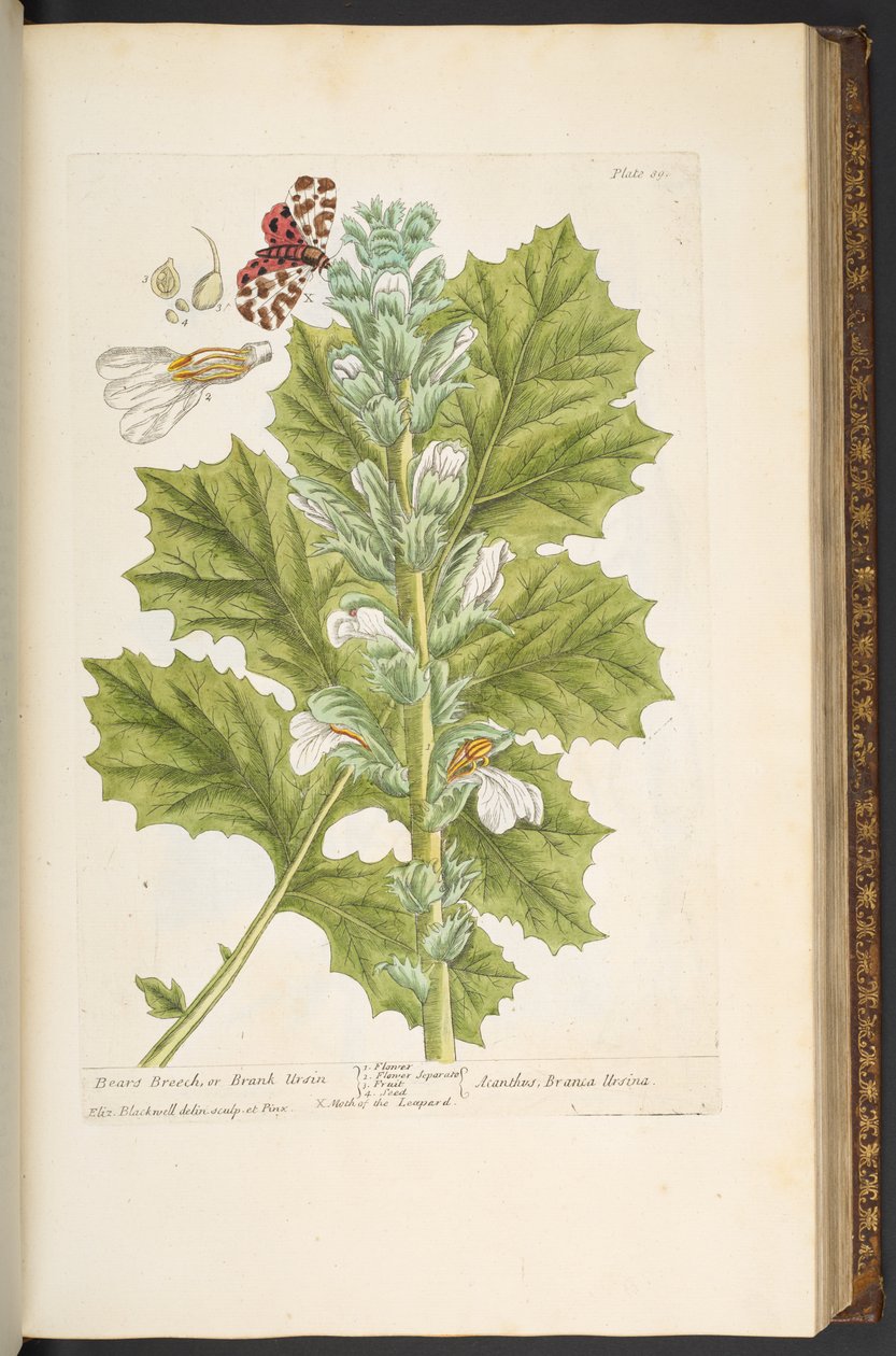 Levy 89, "A Curious Herbal" tekijältä Elizabeth Blackwell