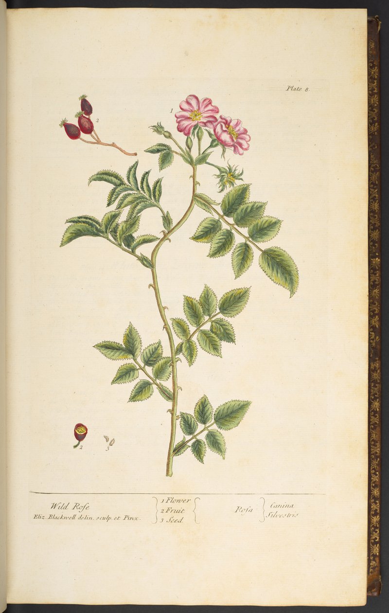 Levy 8, Wild Rose, "A Curious Herbal" tekijältä Elizabeth Blackwell