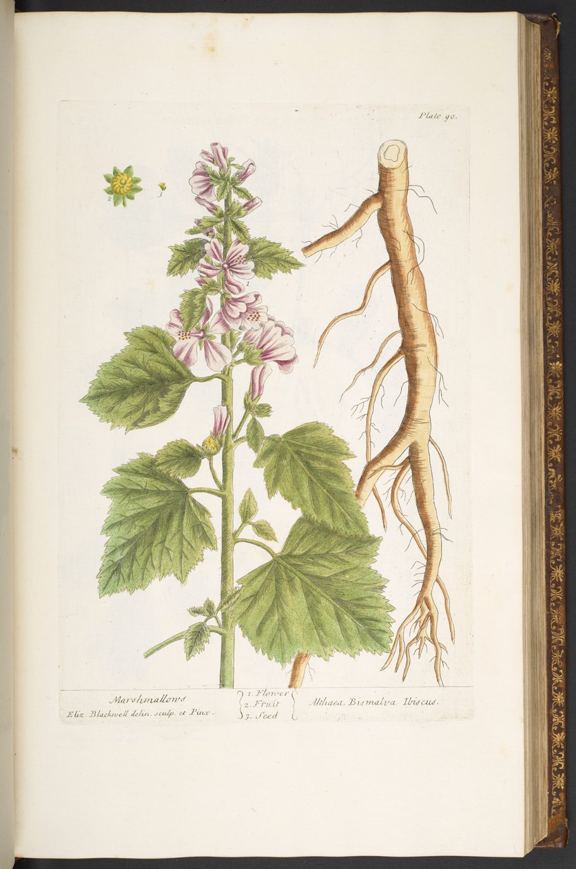 Levy 90, "A Curious Herbal" tekijältä Elizabeth Blackwell
