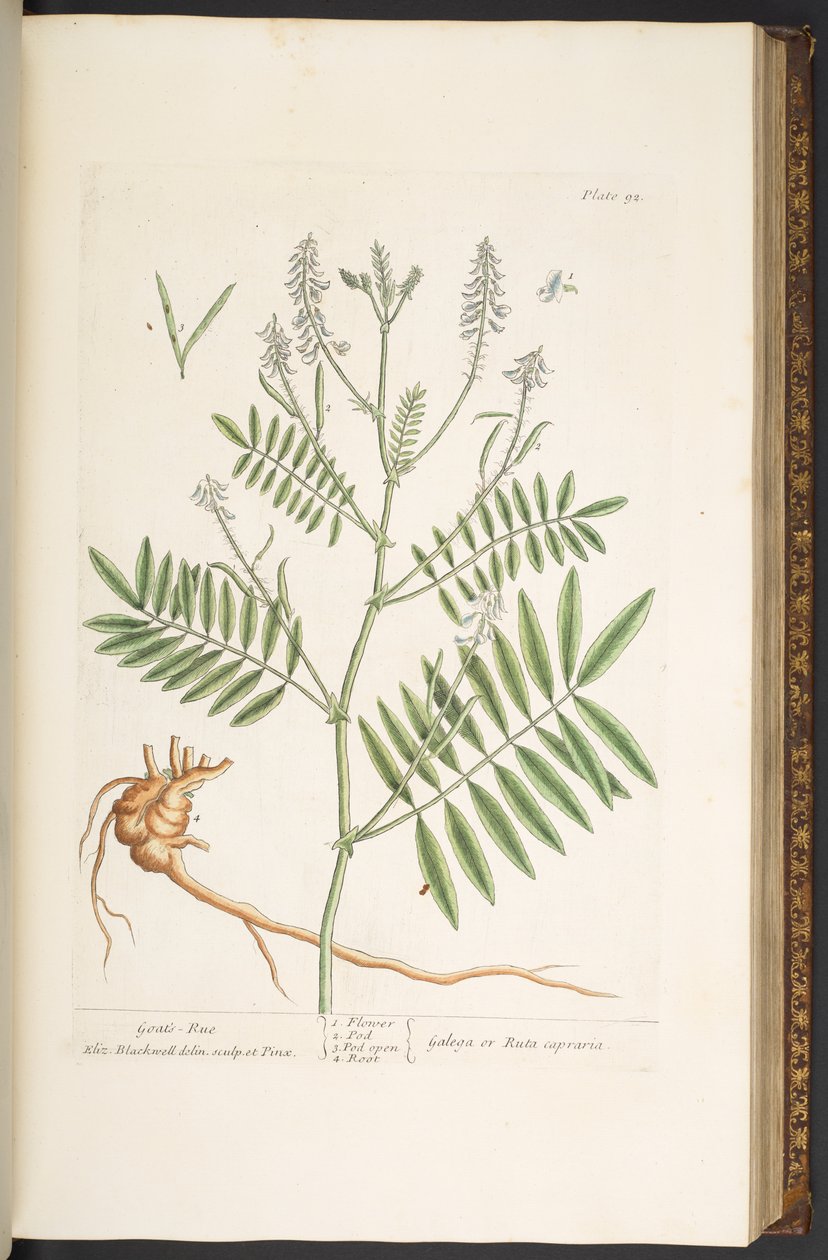 Levy 92, "A Curious Herbal" tekijältä Elizabeth Blackwell
