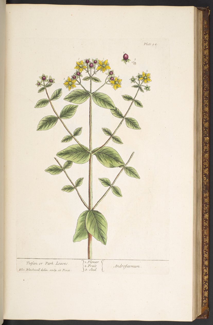 Levy 94, "A Curious Herbal" tekijältä Elizabeth Blackwell