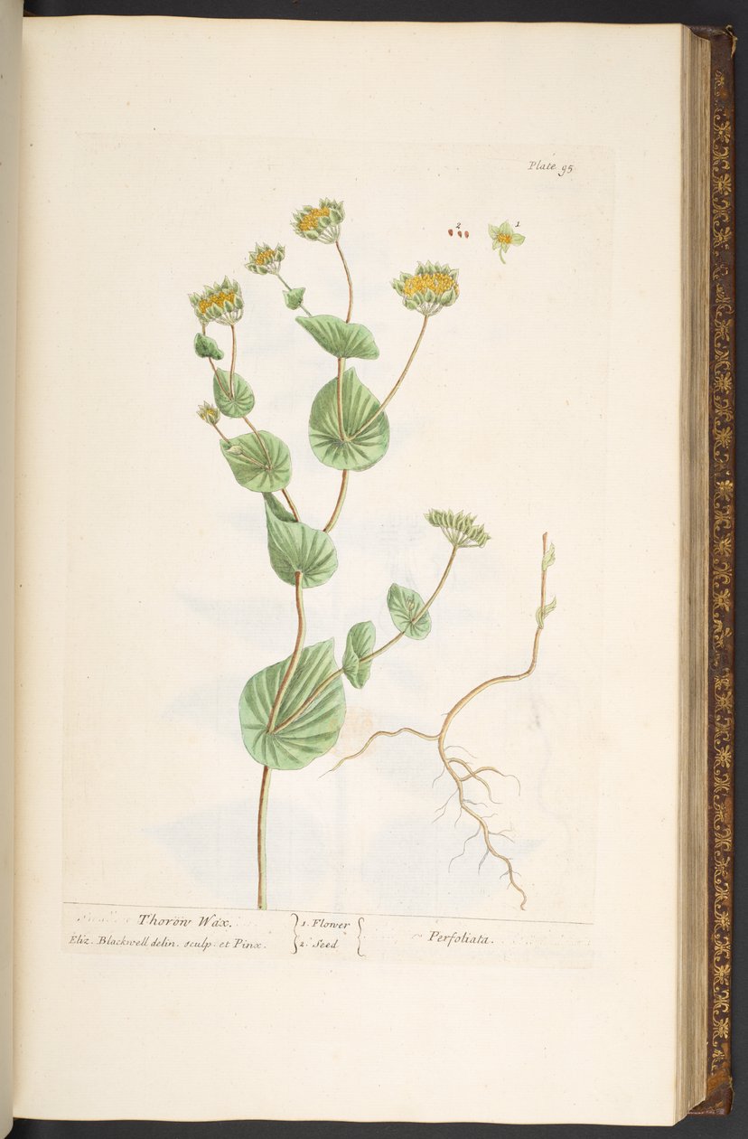 Levy 95, "A Curious Herbal" tekijältä Elizabeth Blackwell