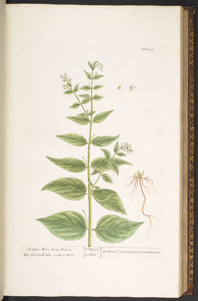 Levy 96, "A Curious Herbal" tekijältä Elizabeth Blackwell