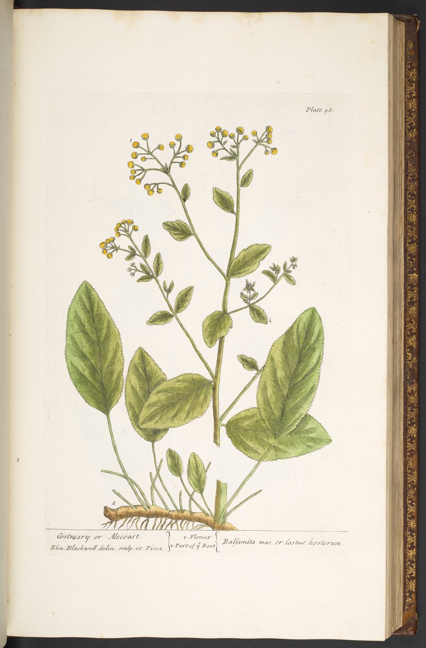 Levy 98, "A Curious Herbal" tekijältä Elizabeth Blackwell