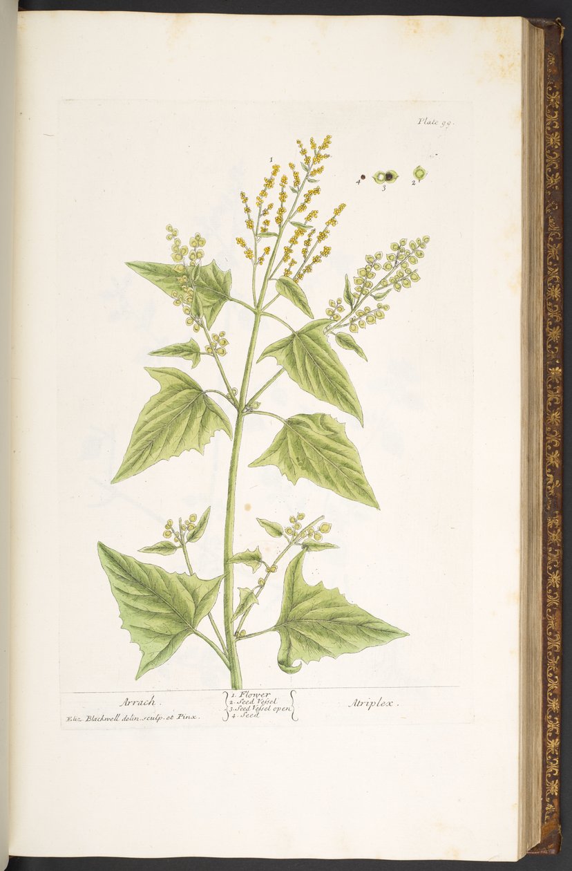 Levy 99, "A Curious Herbal" tekijältä Elizabeth Blackwell