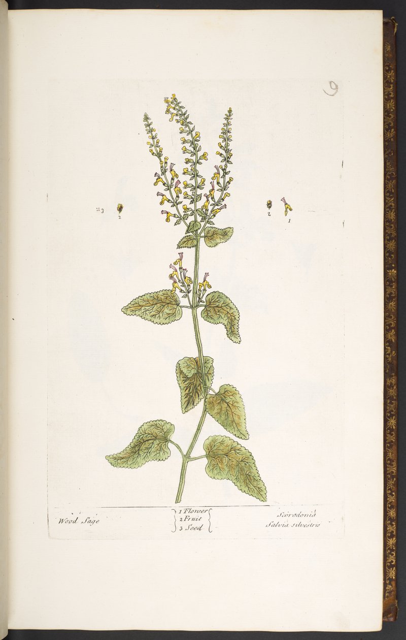 Lauta 9, Wood Sage, 