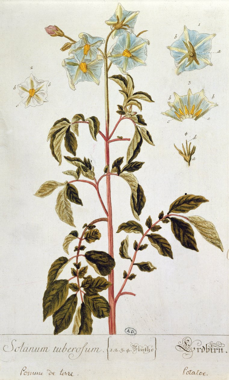 Perunakukat, lautanen Herbarium Blackwellianumista, julkaistu 1757 Nürnbergissä, Saksassa (värikaiverrus) tekijältä Elizabeth Blackwell