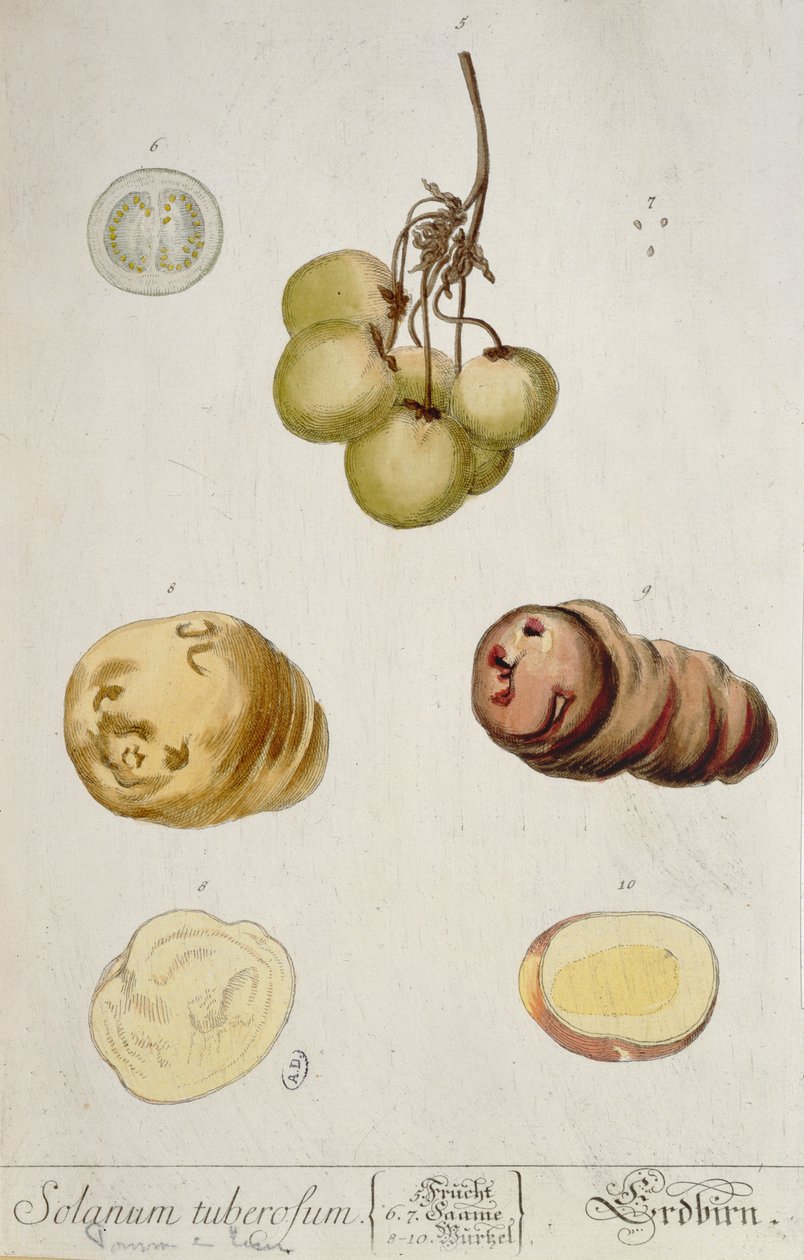 Perunan mukulat, Nürnbergissä 1757 julkaistu Herbarium Blackwellianum -lautanen (värikaiverrus) tekijältä Elizabeth Blackwell