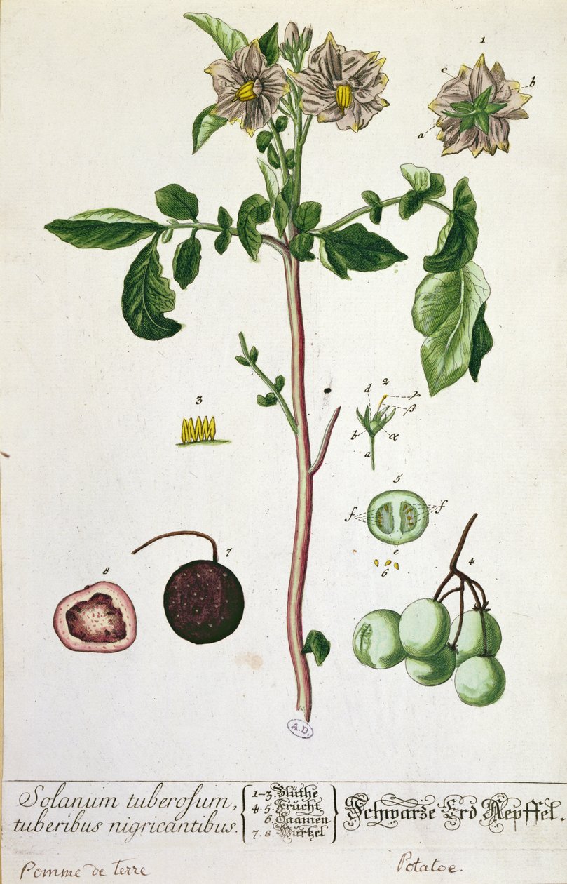Perunakasvi ja hedelmä, Herbarium Blackwellianumin lautanen, julkaistu 1757 Nürnbergissä, Saksassa (värikaiverrus) tekijältä Elizabeth Blackwell