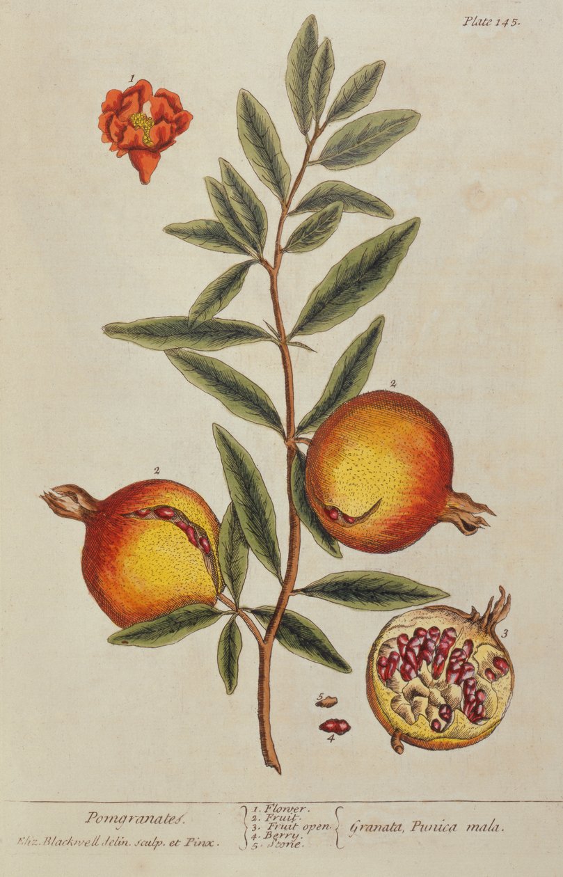 Punica granatum, kirjasta A Curious Herbal, 1782 tekijältä Elizabeth Blackwell