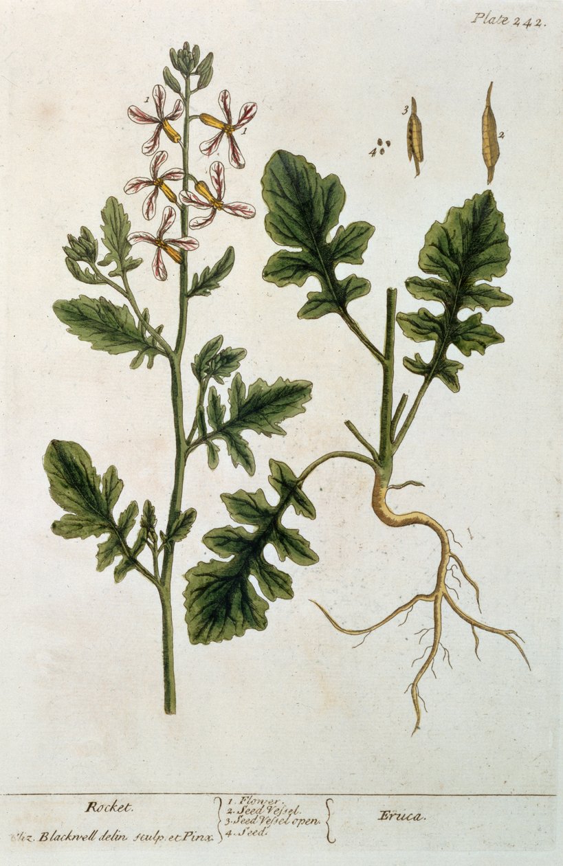 Raketti, levy 242 julkaisusta "A Curious Herbal", julkaistu 1782 (värikaiverrus) tekijältä Elizabeth Blackwell