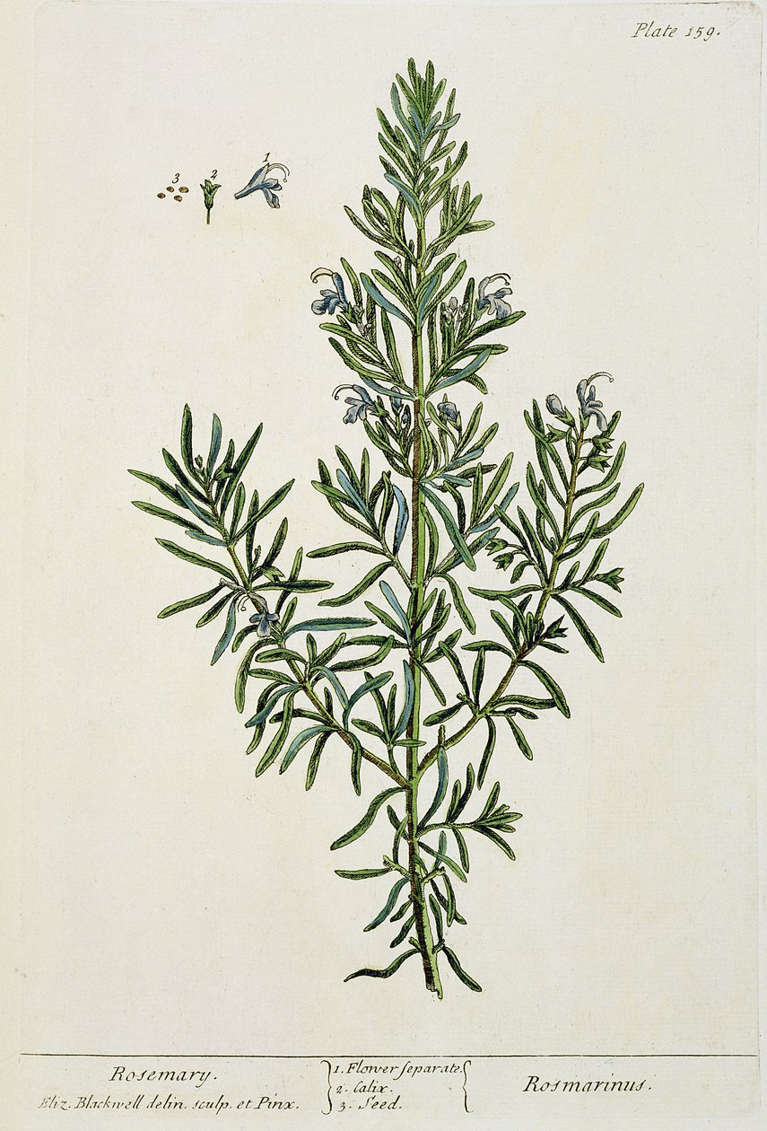 Rosmarinus Officinalis, teoksesta "A Curious Herbal", 1782 (värikaiverrus) tekijältä Elizabeth Blackwell