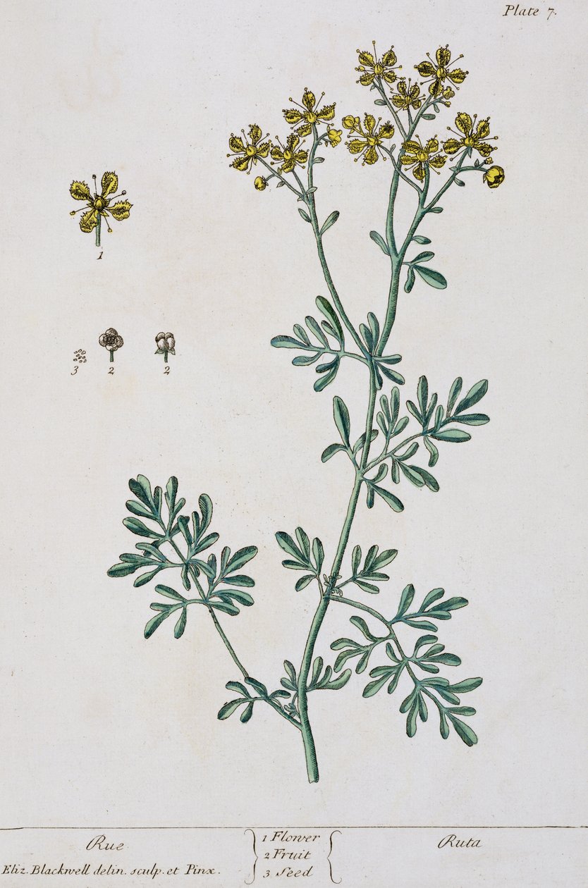 Rue, levy 7 teoksesta "A Curious Herbal", julkaistu 1782 (värikaiverrus). tekijältä Elizabeth Blackwell