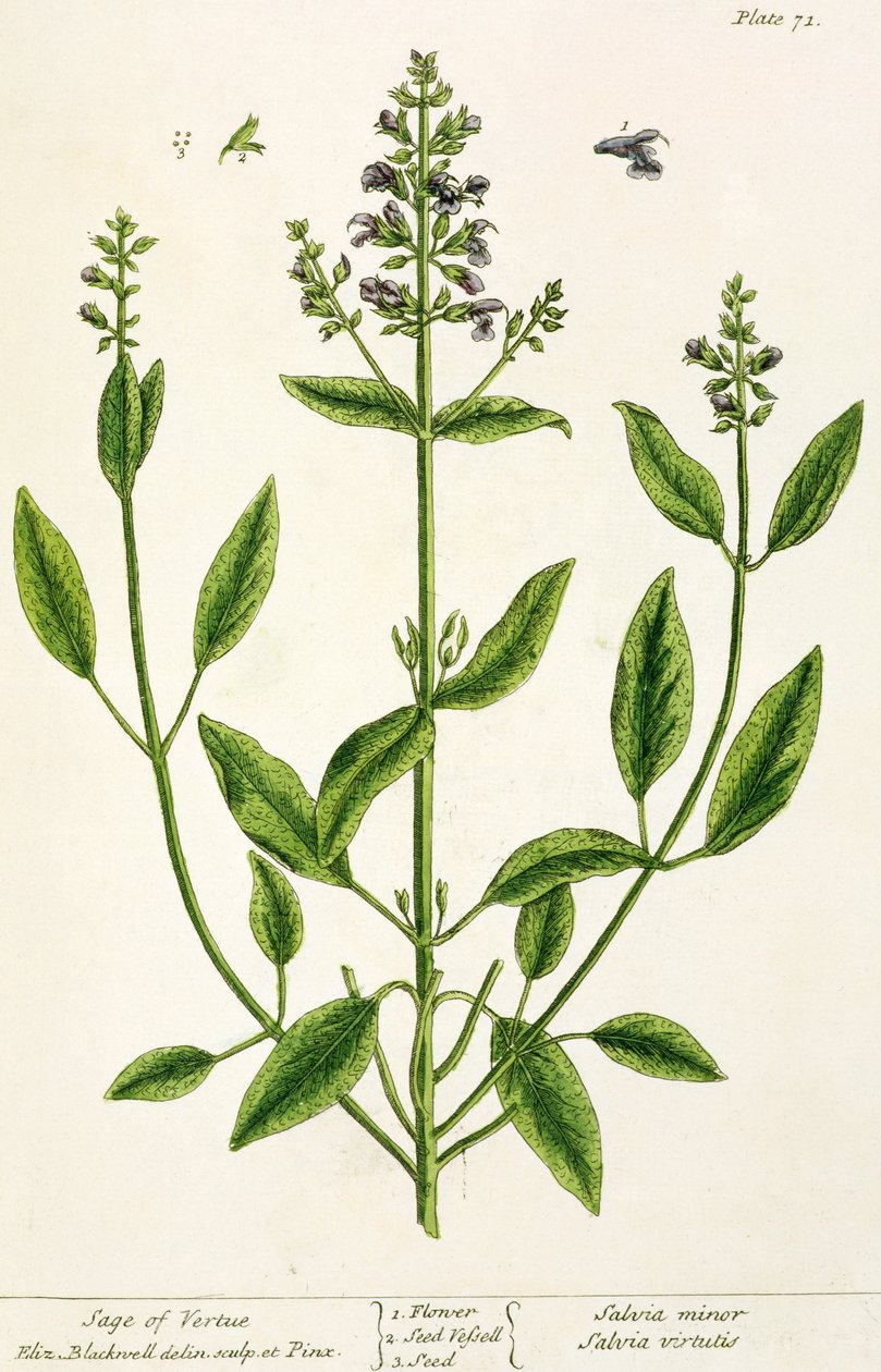 Salviam teoksesta "A Curious Herbal", 1782 (värikaiverrus) tekijältä Elizabeth Blackwell
