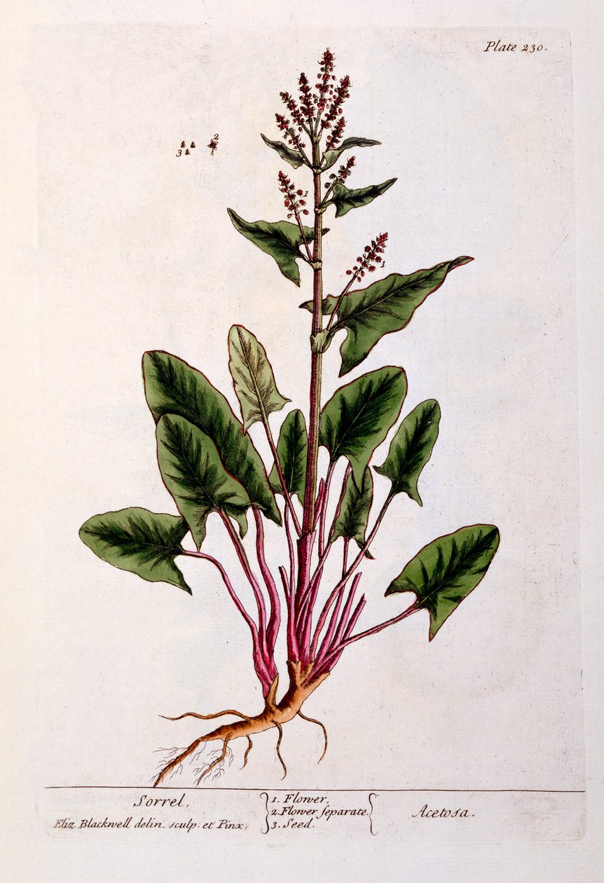Sorrel, levy 230 kirjasta "A Curious Herbal", julkaistu 1782 (värikaiverrus) tekijältä Elizabeth Blackwell
