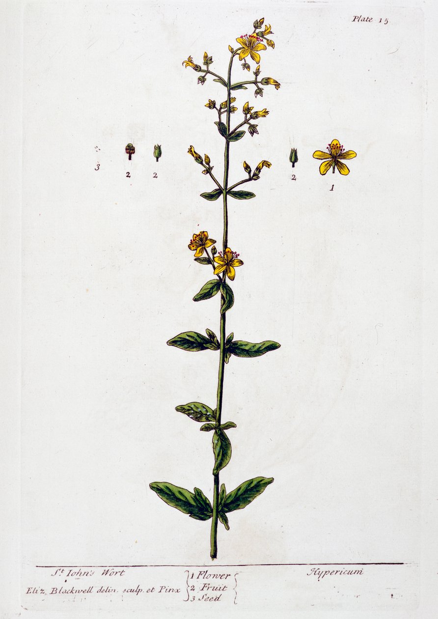 Mäkikuisma, 1782 tekijältä Elizabeth Blackwell
