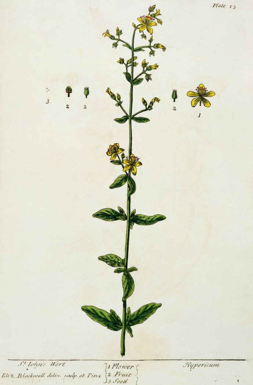Mäkikuisma, levy 15 julkaisusta "A Curious Herbal", julkaistu 1782 (värikaiverrus) tekijältä Elizabeth Blackwell