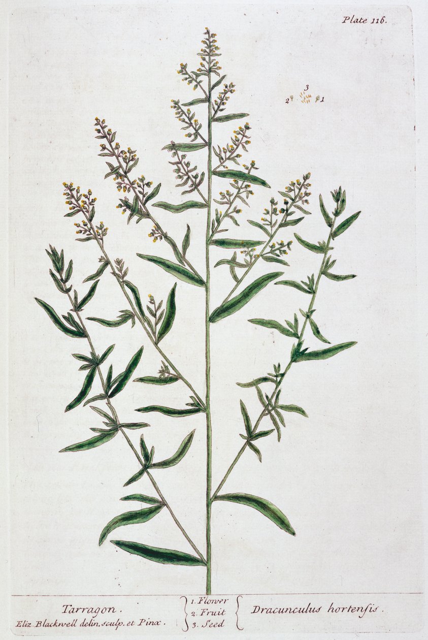 Tarragon, 1782 tekijältä Elizabeth Blackwell