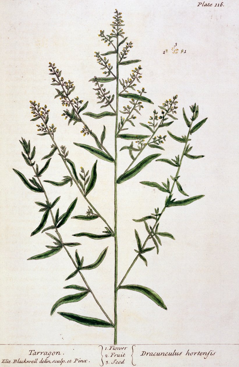 Tarragon, levy 116 kirjasta "A Curious Herbal", julkaistu 1782 (värikaiverrus) tekijältä Elizabeth Blackwell