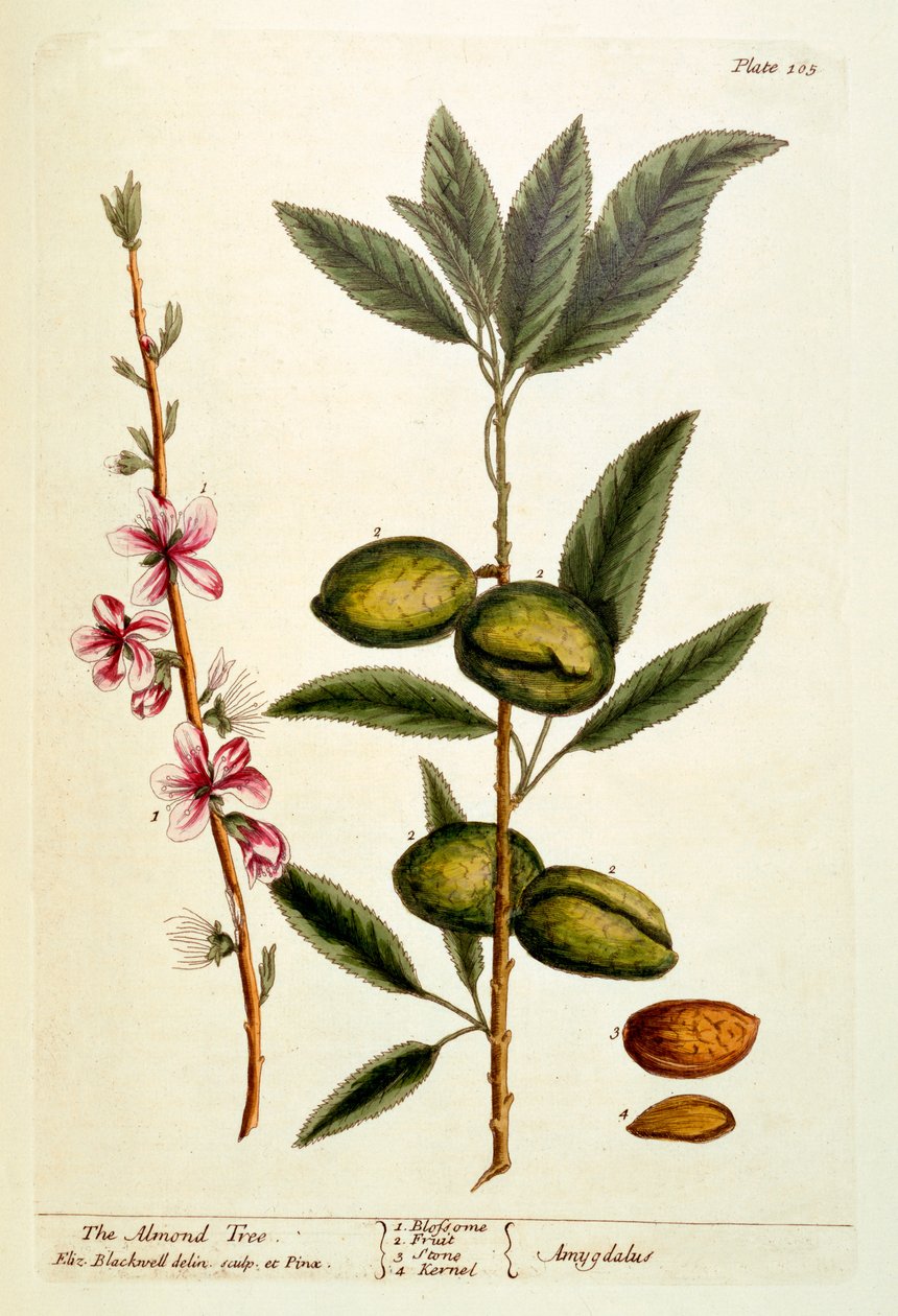 Almond Tree, levy 105 "Utelias yrtti", julkaistu 1782 (värikaiverrus) tekijältä Elizabeth Blackwell