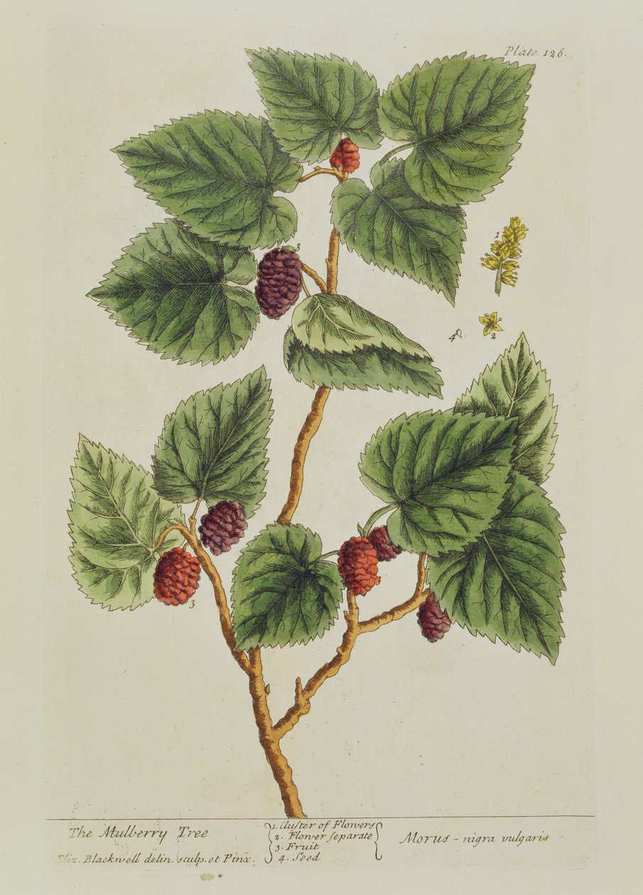 Mulperipuu, levy 126 teoksesta 