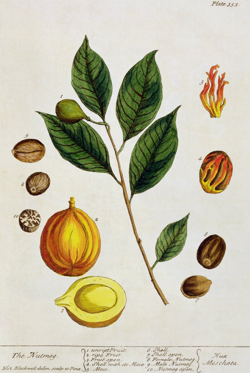 Muskottipähkinä, levy 353 "A Curious Herbalista", julkaistu 1782 (värikaiverrus) tekijältä Elizabeth Blackwell
