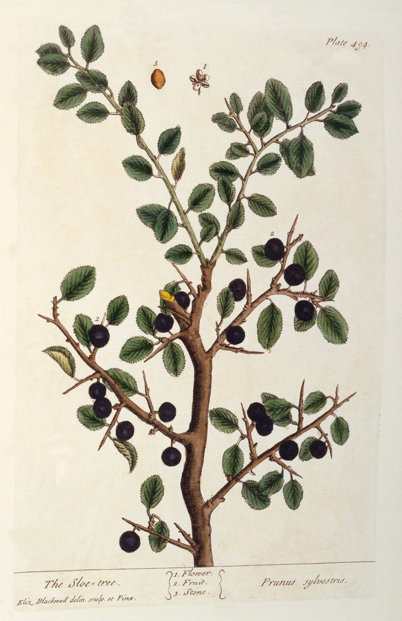 The Sloe Tree, levy 494 teoksesta "The Curious Herbal", julkaistu 1782 (värikaiverrus). tekijältä Elizabeth Blackwell