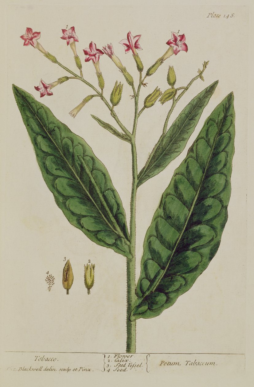 Tupakka, laatta 146 teoksesta "A Curious Herbal", julkaistu 1782 (värikaiverrus). tekijältä Elizabeth Blackwell