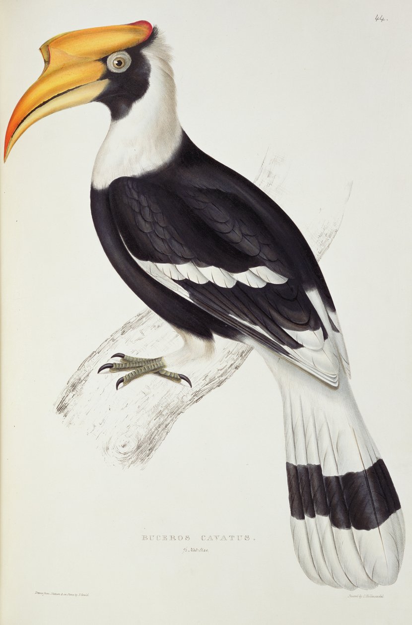 Buceros Cavatus, John Gouldin (1804-81) teoksesta "Sata vuotta lintuja Himalajan vuoristosta", 1830-32 tekijältä Elizabeth Gould